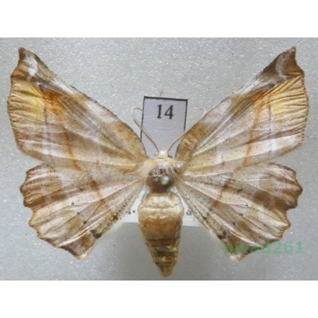 Apeira syringaria (Linnaeus, 1758) female Czech14